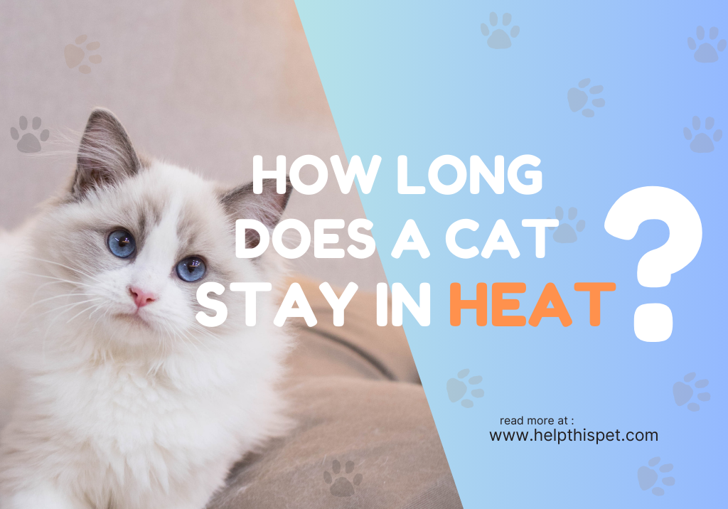 how long does a cat stay in heat