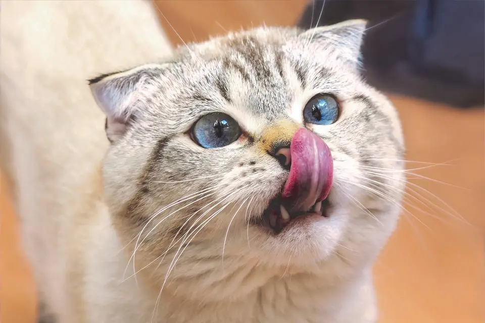 Why Do Cats Lick You?