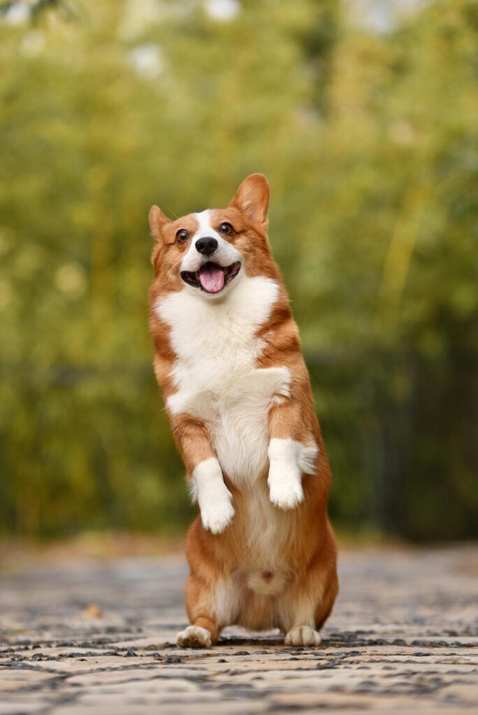 dog, pet, corgi, canine, breed, animal, mammal, puppy, funny, nature, fun