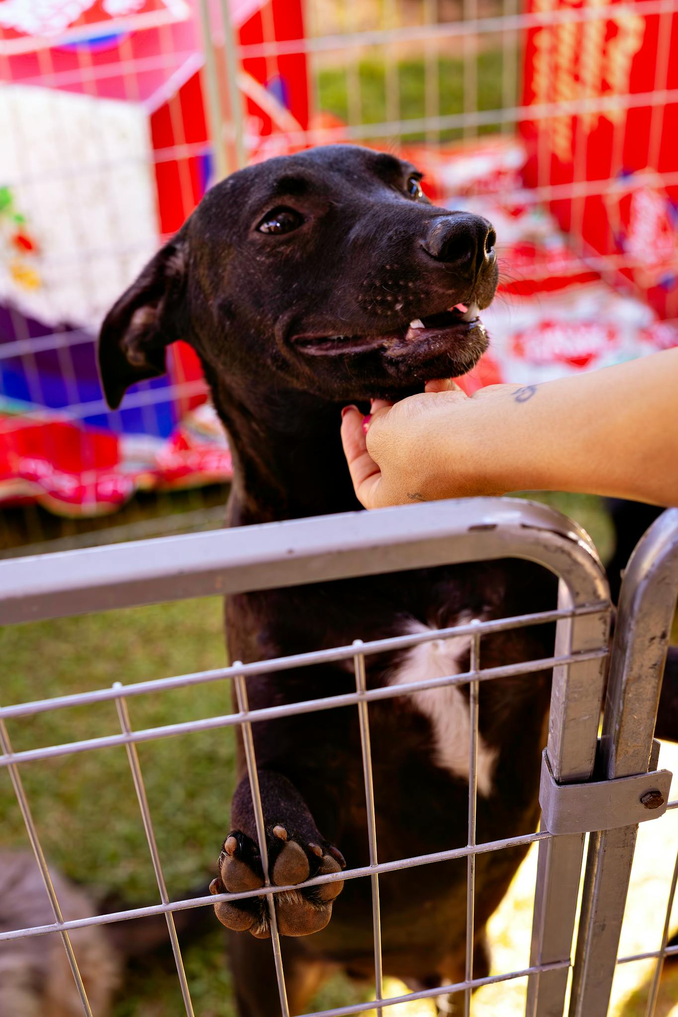Home A happy black dog being petted by a person at a pet shelter in Belo Horizonte.