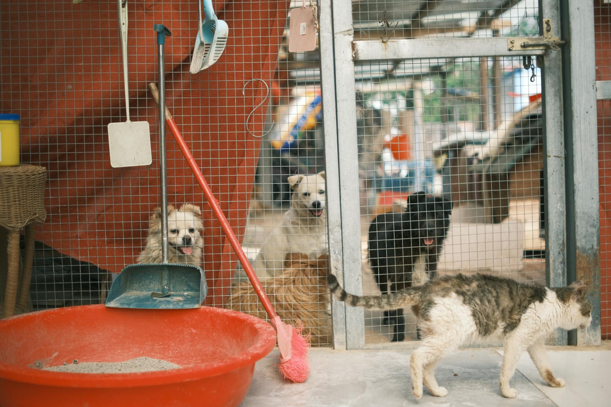 Home A heartwarming scene of dogs and a cat in a shelter environment with cages.