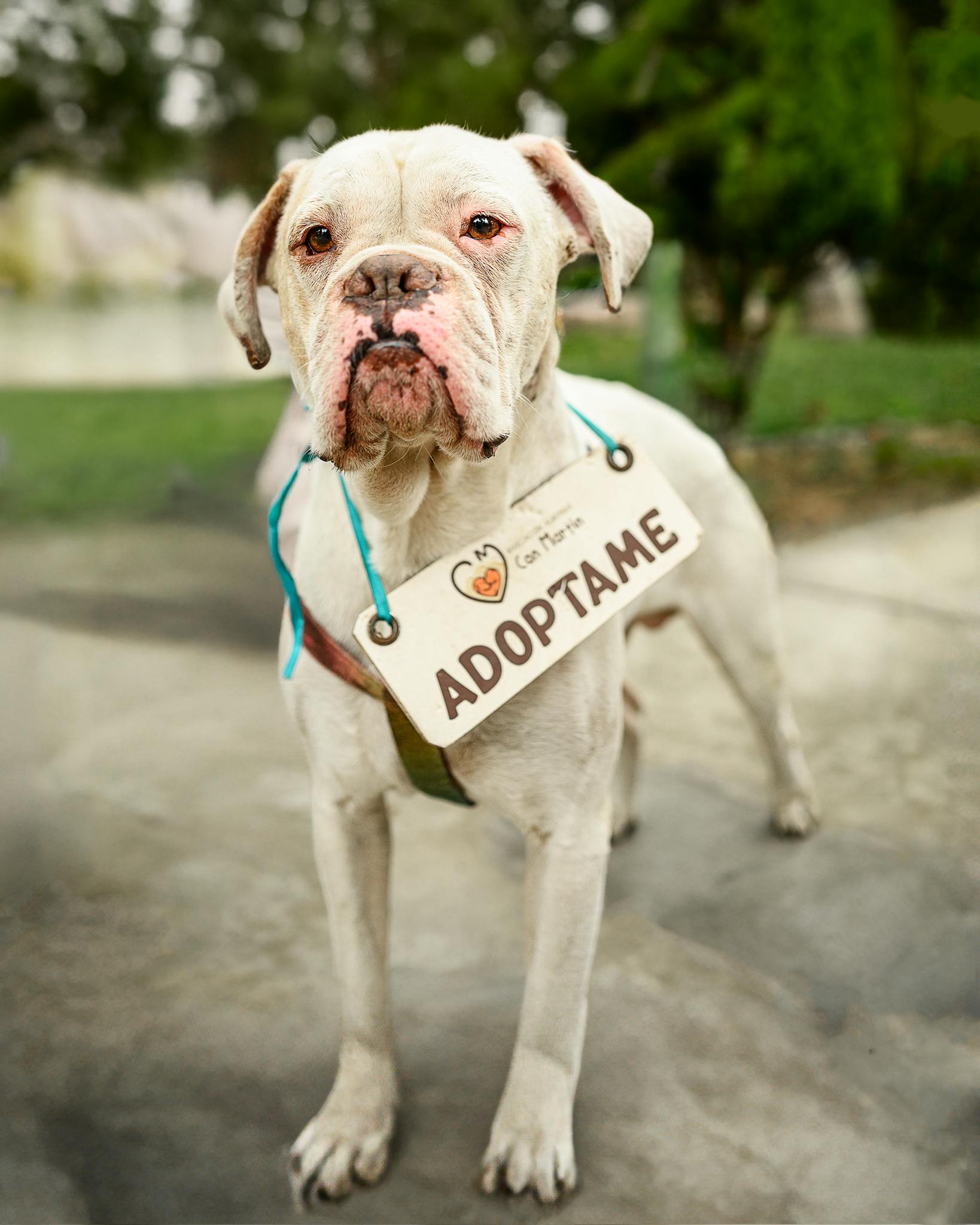 Home A lovable dog wearing an 'Adopt Me' sign, inviting adoption in an outdoor setting in Peru.