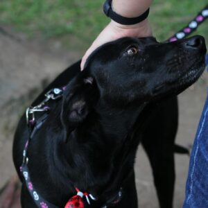A black dog looks lovingly at its owner, capturing a tender moment of bonding and trust.