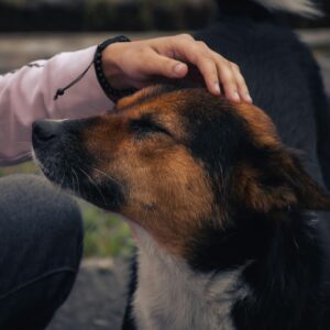 A close-up of a person gently patting a contented dog outdoors, showcasing a moment of trust and affection.