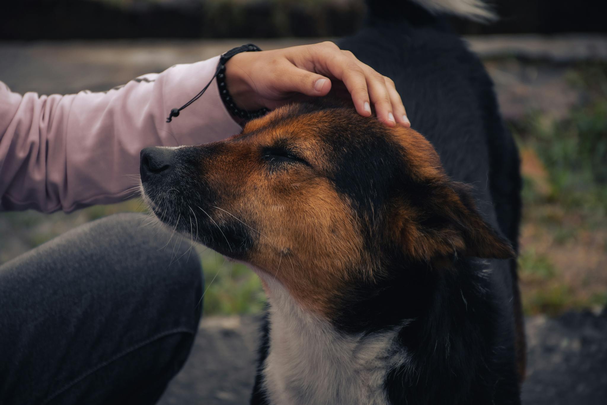 A close-up of a person gently patting a contented dog outdoors, showcasing a moment of trust and affection.