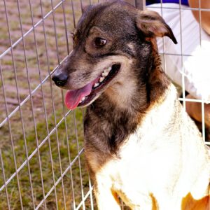 A happy dog sits behind a metal fence on a sunny day in Belo Horizonte, Brazil.