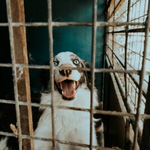 A joyful dog with blue eyes peeks through a shelter cage, expressing happiness.