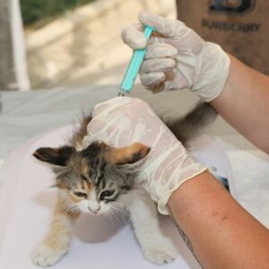 A kitten receiving a vaccination shot from a vet outdoors, highlighting pet care and animal welfare.