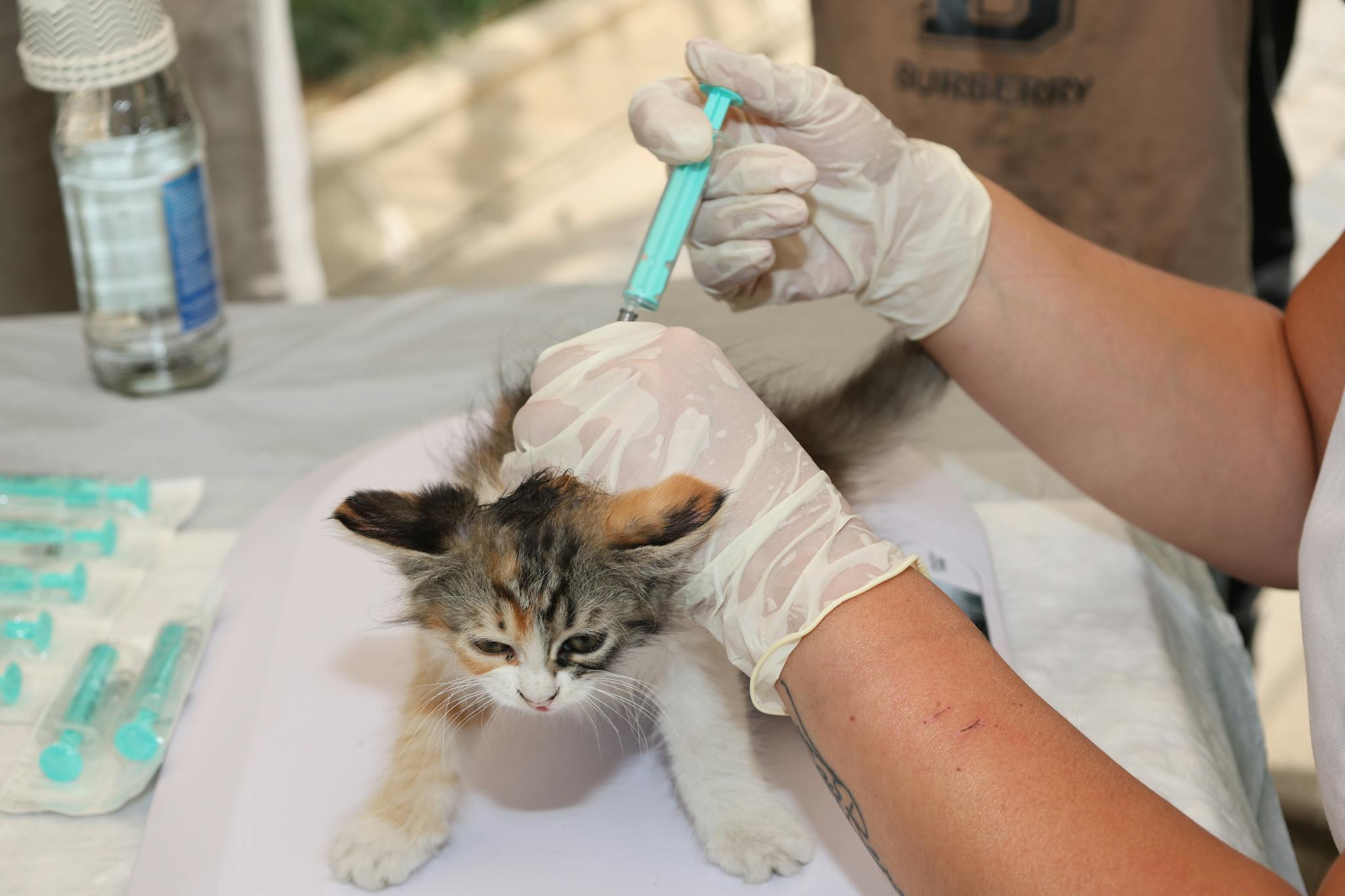 A kitten receiving a vaccination shot from a vet outdoors, highlighting pet care and animal welfare.