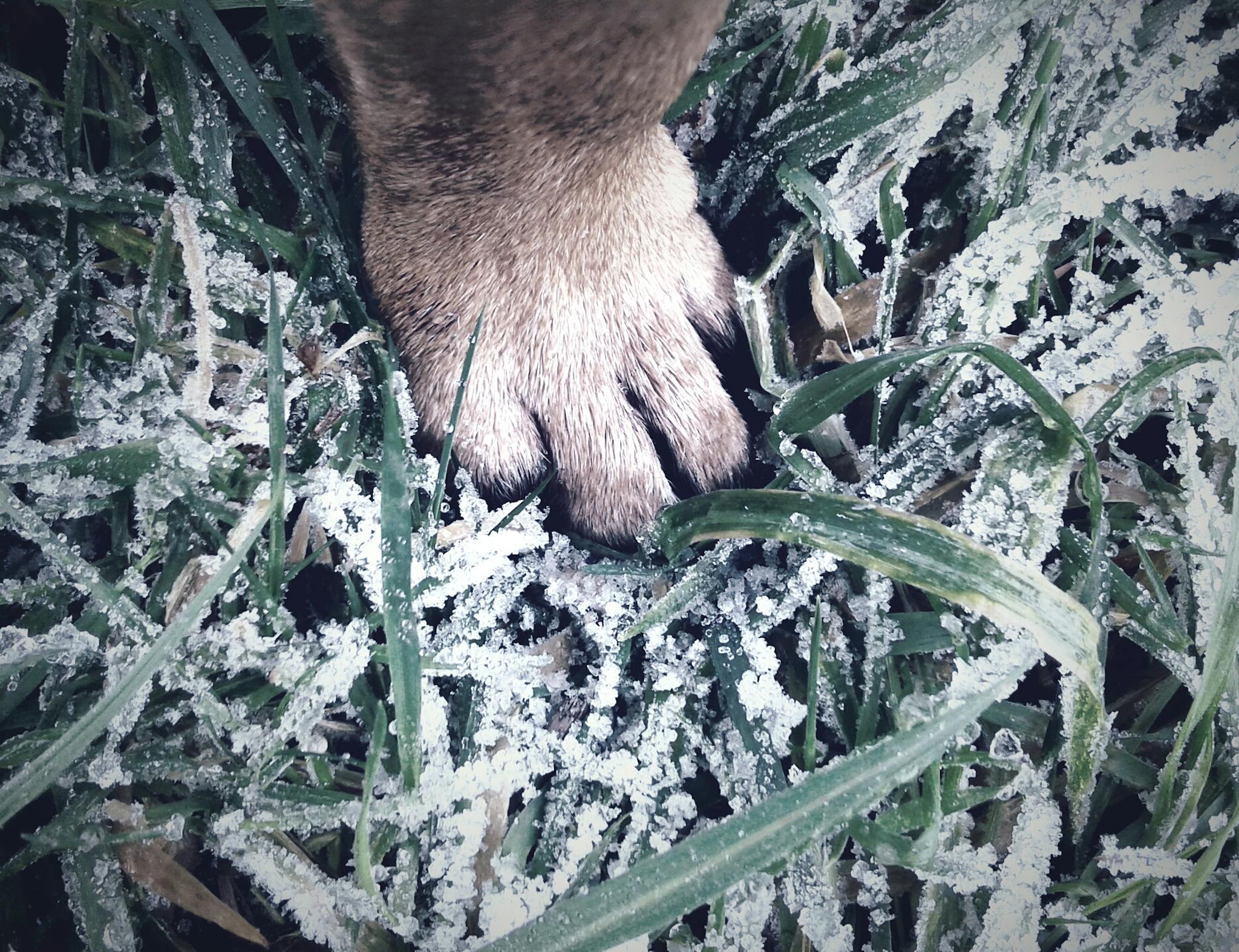 Close-up of a dog's paw on frosty grass, showcasing winter texture and nature's beauty.