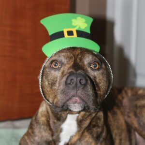 Cute brindle dog wearing a green St. Patrick's Day hat indoors. Perfect for holiday-themed stock photos.