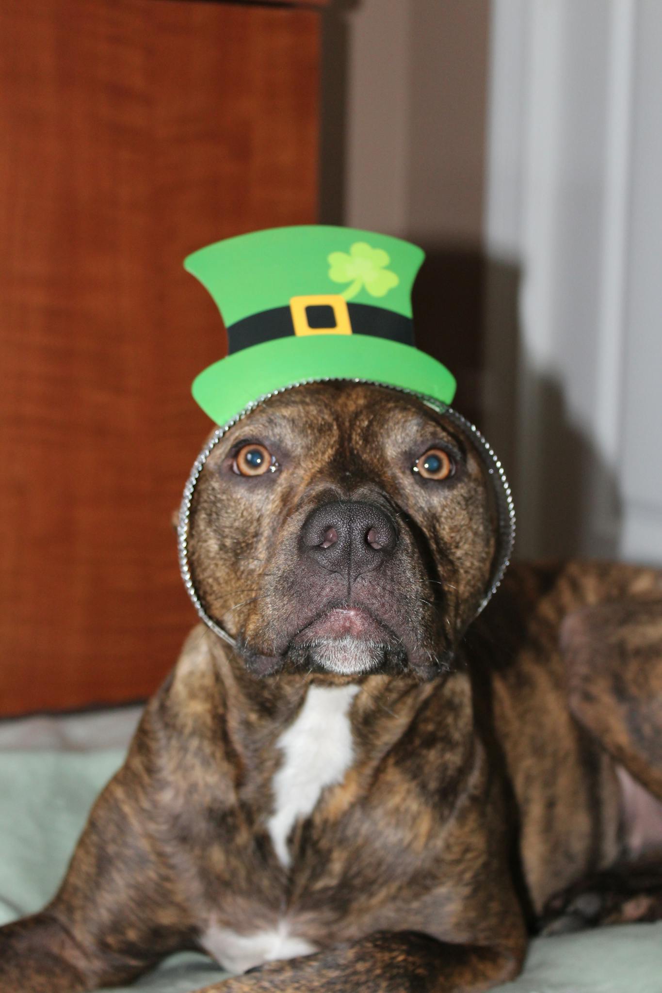 Cute brindle dog wearing a green St. Patrick's Day hat indoors. Perfect for holiday-themed stock photos.