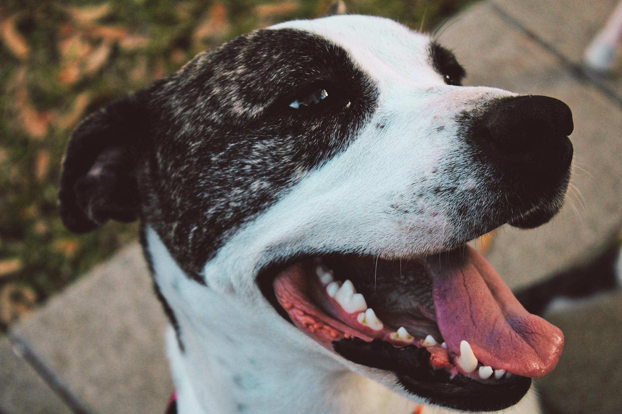 Friendly dog with open mouth and tongue out, enjoying the outdoors.