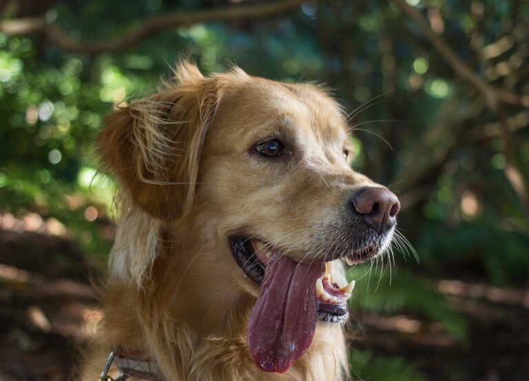 Senior golden retriever panting with his tongue out, a common sign owners notice at night