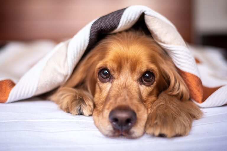 The First Week With a New Dog What Actually Happens