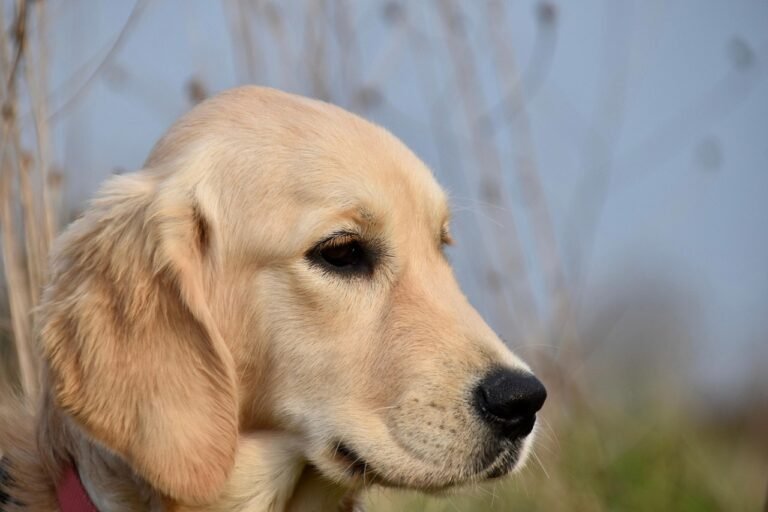 Adolescent golden retriever standing in a field with its attention on something in the distance