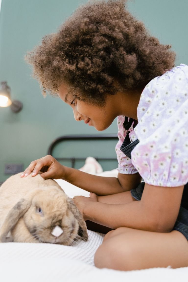 An African American girl gently petting a Holland Lop rabbit indoors, showcasing the bond between child and pet.