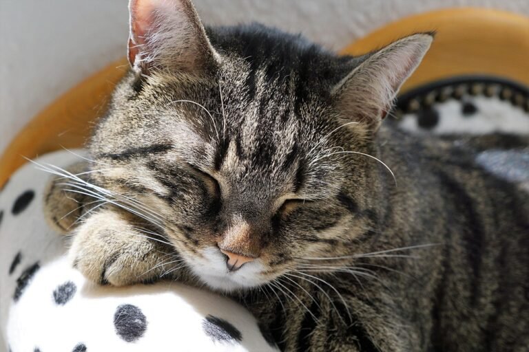 Tabby cat asleep on a cushion, the settled state needed to count a cat resting respiratory rate accurately