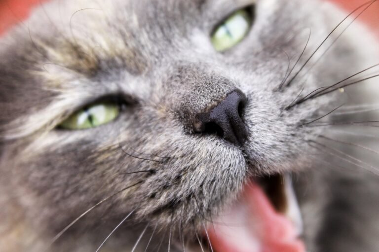 Grey domestic cat hissing with ears back and eyes narrowed, the reaction a resident cat often shows towards a housemate returning from the vet