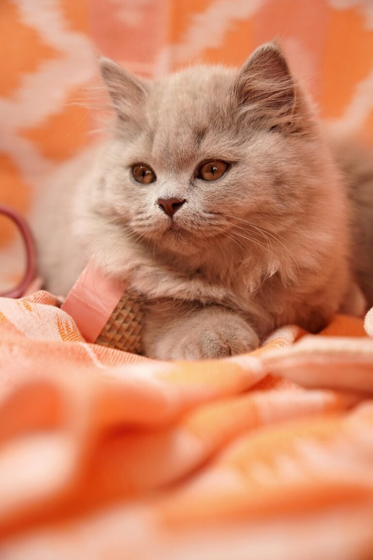 cat peering out from under a sofa in a living room