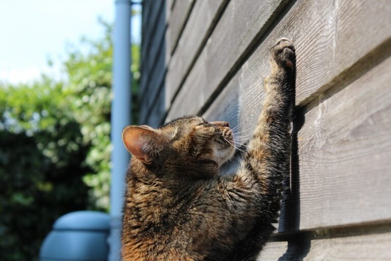 Tabby cat reaching up at full stretch to scratch a solid wooden surface, showing the height and rigidity cats look for
