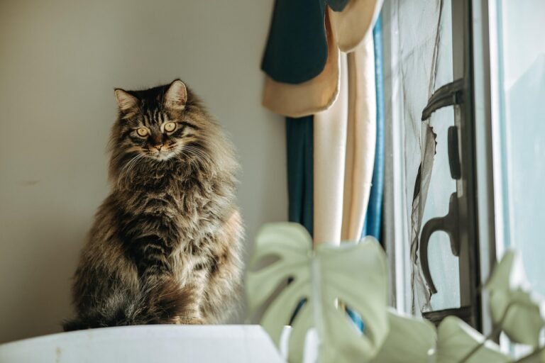 Long-haired cat sitting very still indoors by a window, quiet and withdrawn rather than settled