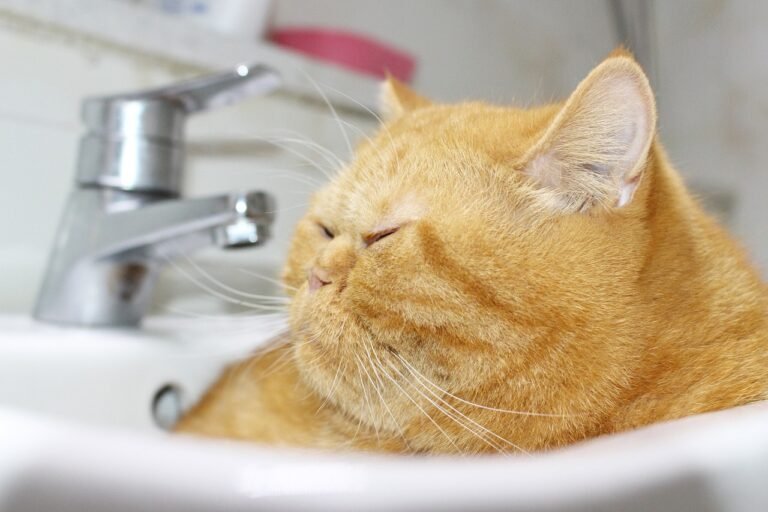 Ginger cat curled up asleep inside a white bathroom basin, resting against the cold porcelain beside the tap