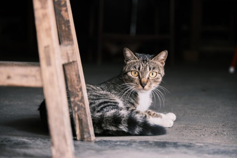 Tabby cat lying on the floor beside furniture rather than up on it, a common early sign of feline joint pain