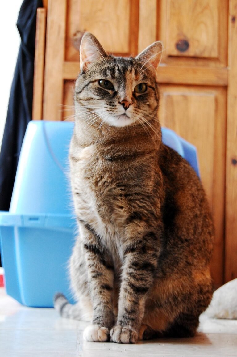 Tabby cat sitting upright beside a blue plastic litter tray in a home