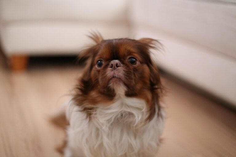 Small dog with wide, worried eyes and flattened ears indoors, showing early signs of dog anxiety