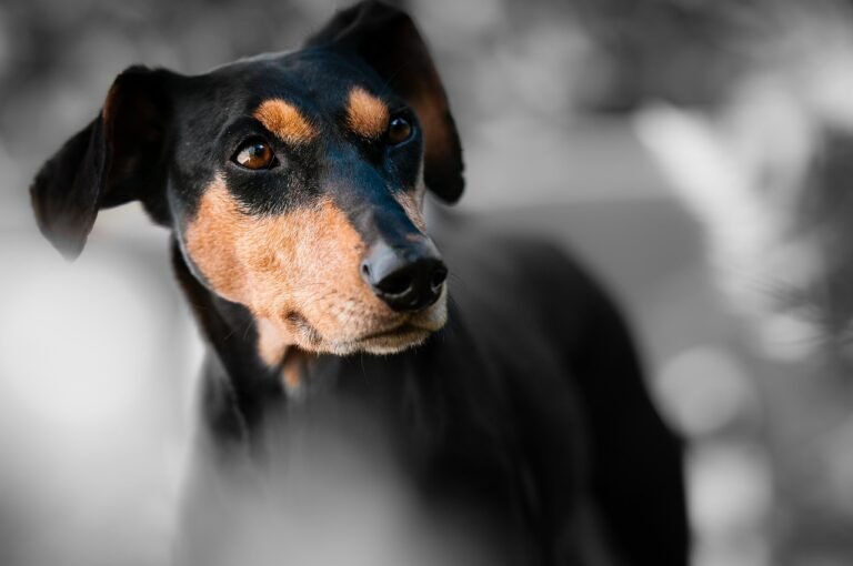 Black and tan dog staring intently at something out of frame with its ears slightly raised