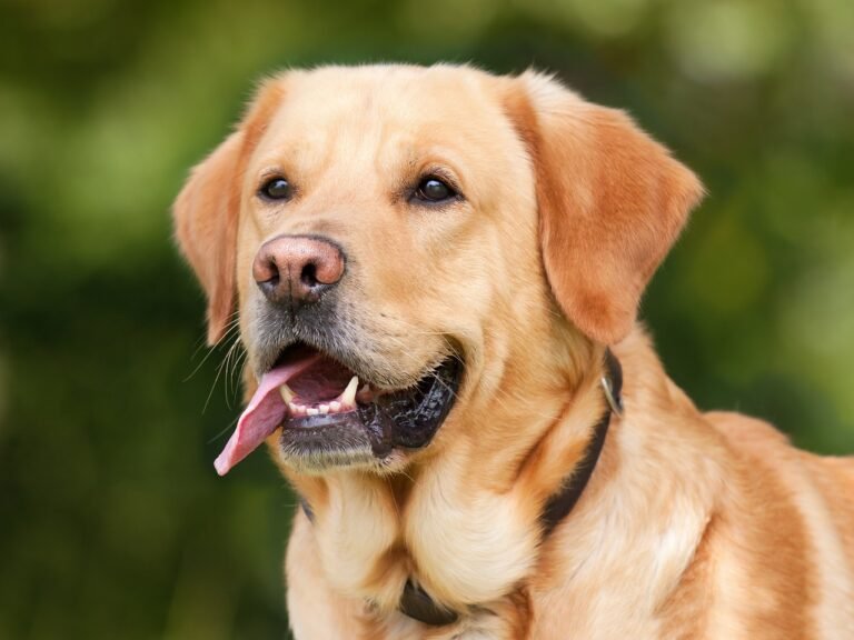 Yellow Labrador standing outside in a park, attention fixed away from its owner rather than on the recall cue