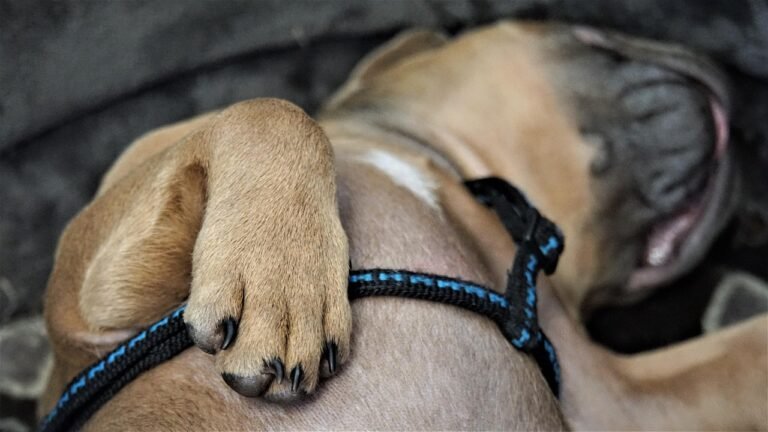 Close-up of a dog front paw as the dog lies resting, the area owners most often notice being licked at night