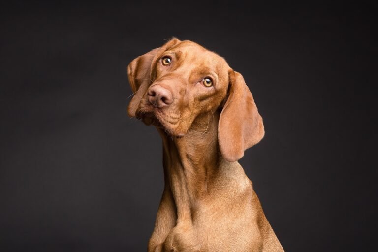Vizsla with head tilted, watching its owner closely and waiting to see whether a treat appears