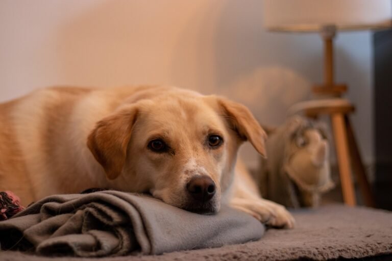 Dog lying low with its head on a blanket in a dimly lit living room, watching warily instead of settling
