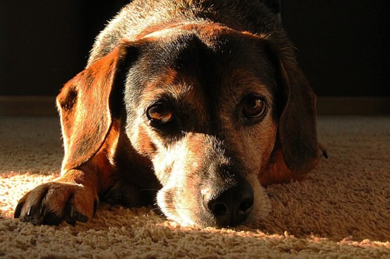 Greying middle-aged dog lying flat on the carpet beside the furniture instead of getting up onto it