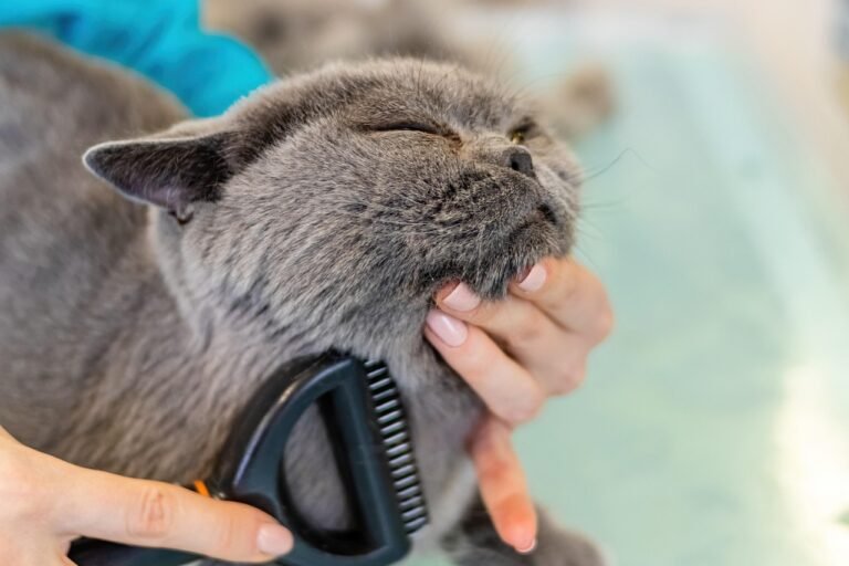 Grey shorthaired cat being brushed with a deshedding comb, the most effective way to reduce swallowed hair and hairballs