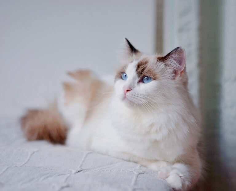 long-haired cat being combed on a sofa