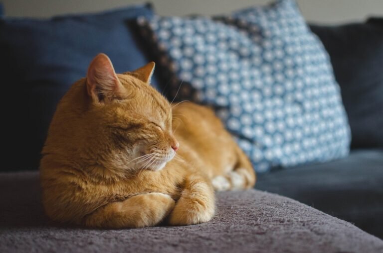 new cat sitting alone in a quiet room behind a closed door