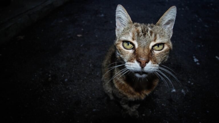 Older tabby cat sitting in near darkness and looking upwards, as it might when calling at night