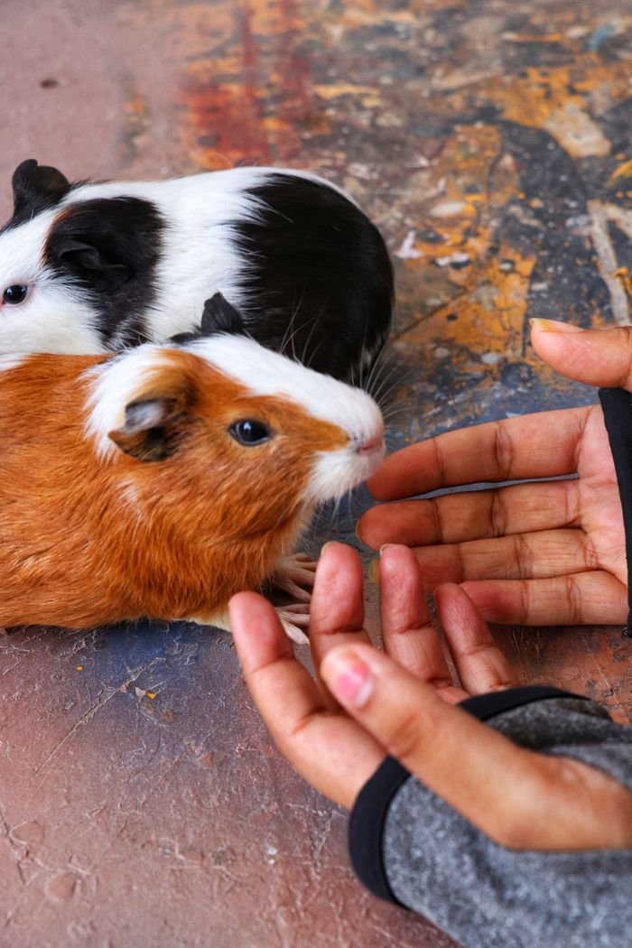 Close-up of two guinea pigs interacting with human hands on a textured surface.