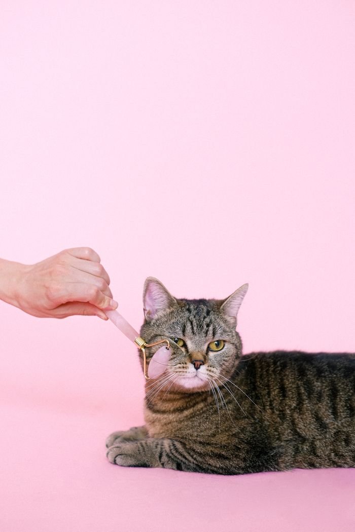 our-mission A relaxed tabby cat receiving a facial massage with a roller on a bright pink background.