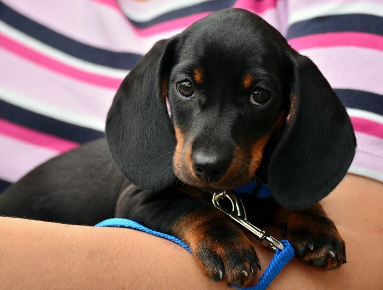 Dachshund puppy resting with its lead and clip across its front paws, the object many puppies treat as a tug toy on walks