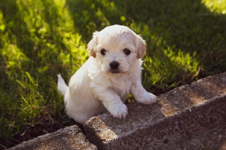 Small puppy standing on the grass at the edge of a garden step, about to come back into the house
