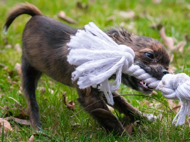 Small puppy tugging hard on a rope toy with teeth bared, the over-aroused state owners describe as the puppy witching hour