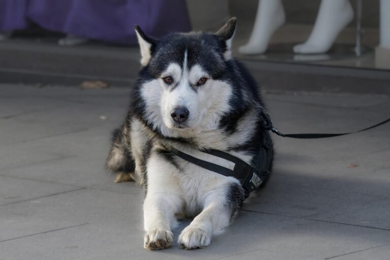 Dog planted on the pavement in a harness with the lead slack, refusing to move on a walk