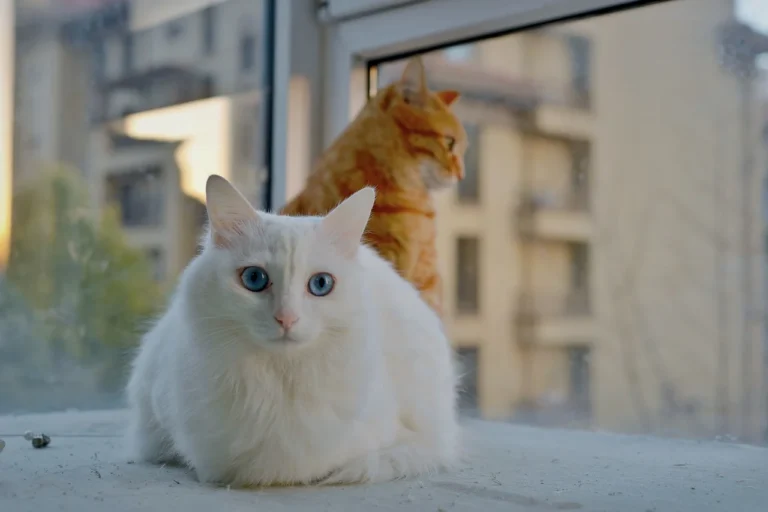 two cats sitting apart on opposite sides of a room, watching each other
