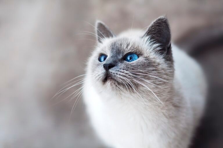 Blue-eyed pointed cat looking up curiously