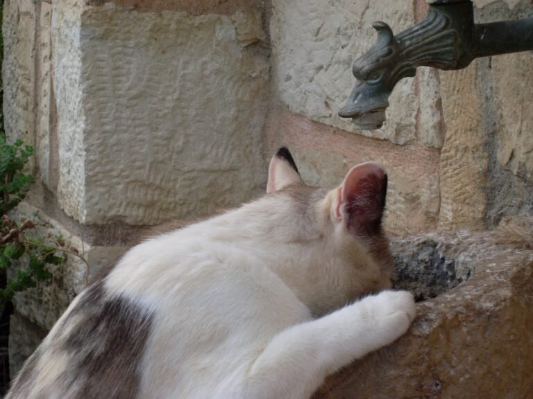 Black and white cat drinking from a stone basin under a tap