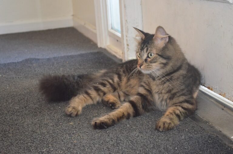Tabby cat lying beside a closed apartment door
